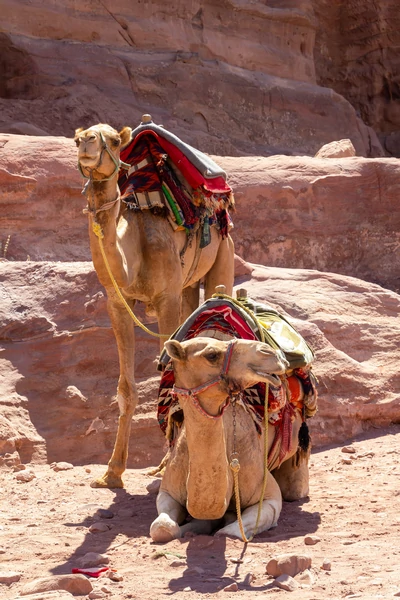 Envie d'ailleurs destination Jordanie